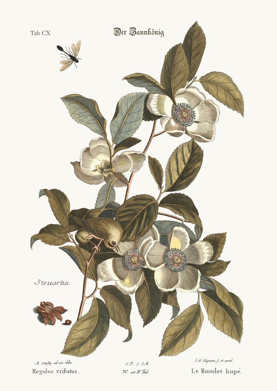 Az arany tarajos örvénylő, 1749-73 alkotó: Mark Catesby