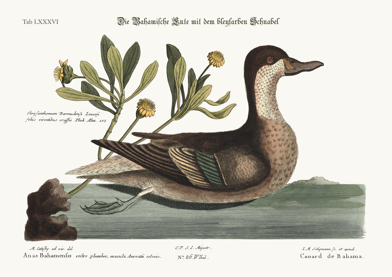 Az Ilathera kacsa, 1749-73 alkotó: Mark Catesby
