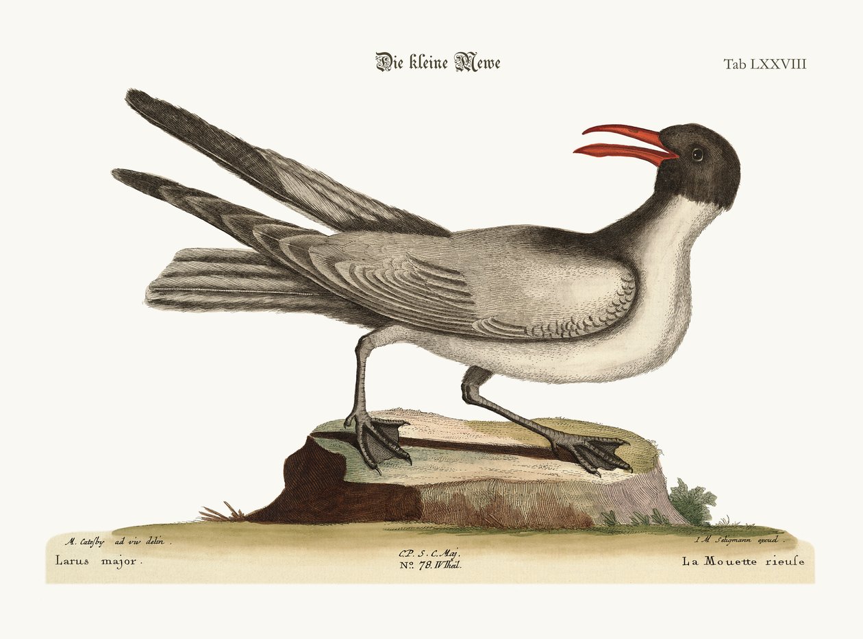 A nevető sirály, 1749-73 alkotó: Mark Catesby