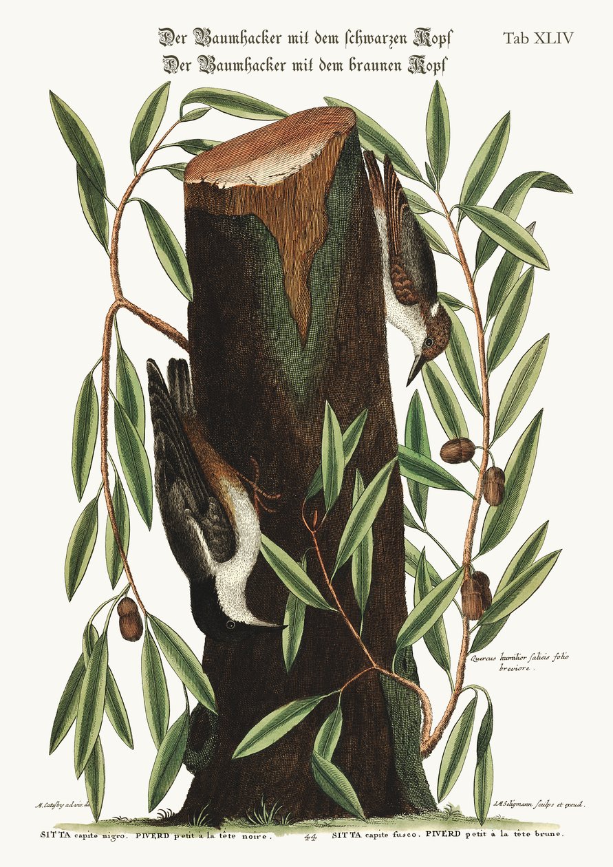 A Nuthatch. A kis dió, 1749-73 alkotó: Mark Catesby