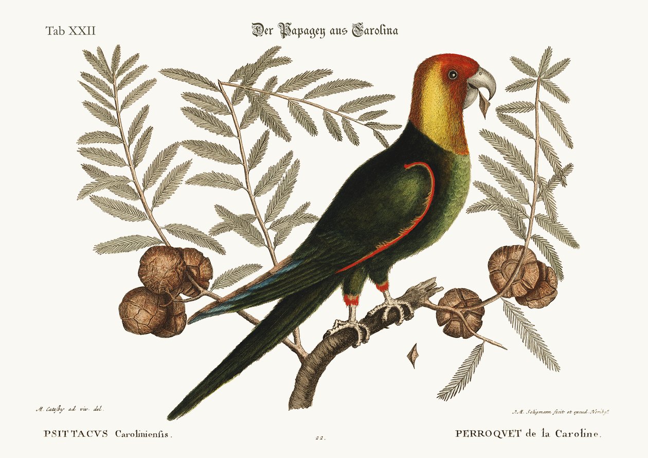A karolinai papagáj, 1749-73 alkotó: Mark Catesby