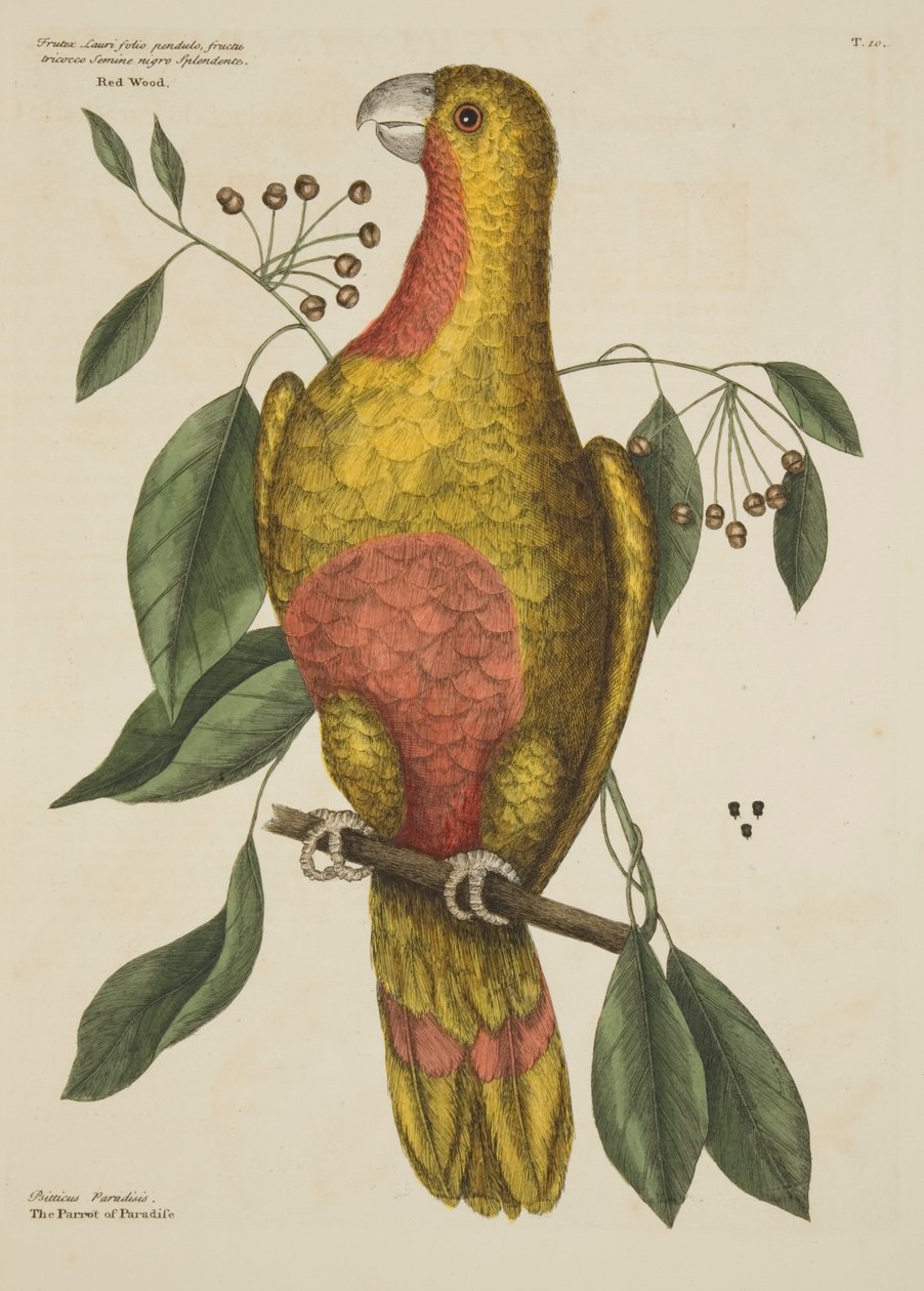 „A Paradicsom papagája” a Carolina, Florida és a Bahama-szigetek természetrajzából, 1731 alkotó: Mark Catesby