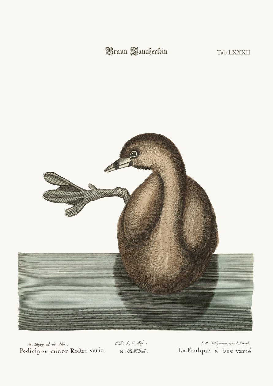 The Pied-Bill Dobchick, 1749-73 alkotó: Mark Catesby