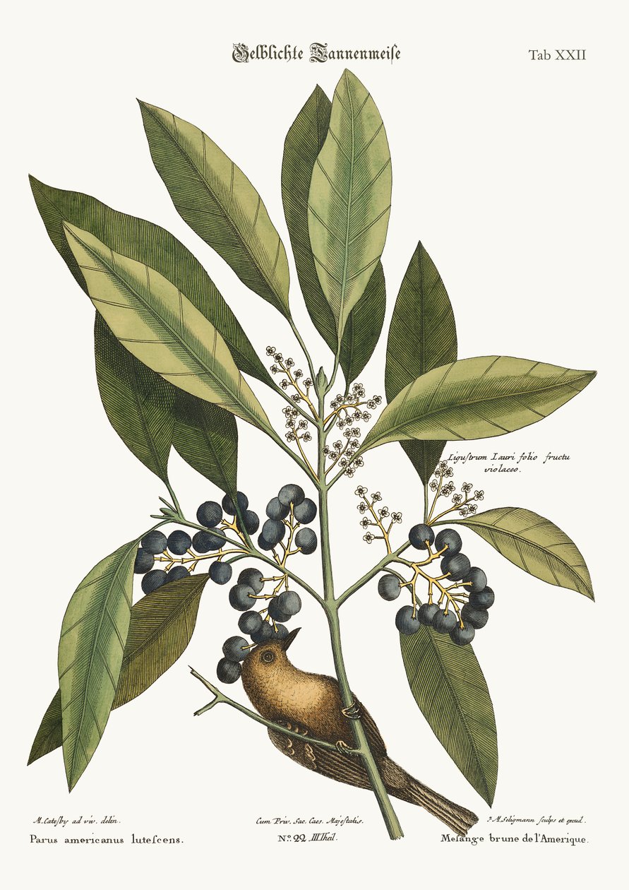 A fenyőmászó, 1749-73 alkotó: Mark Catesby