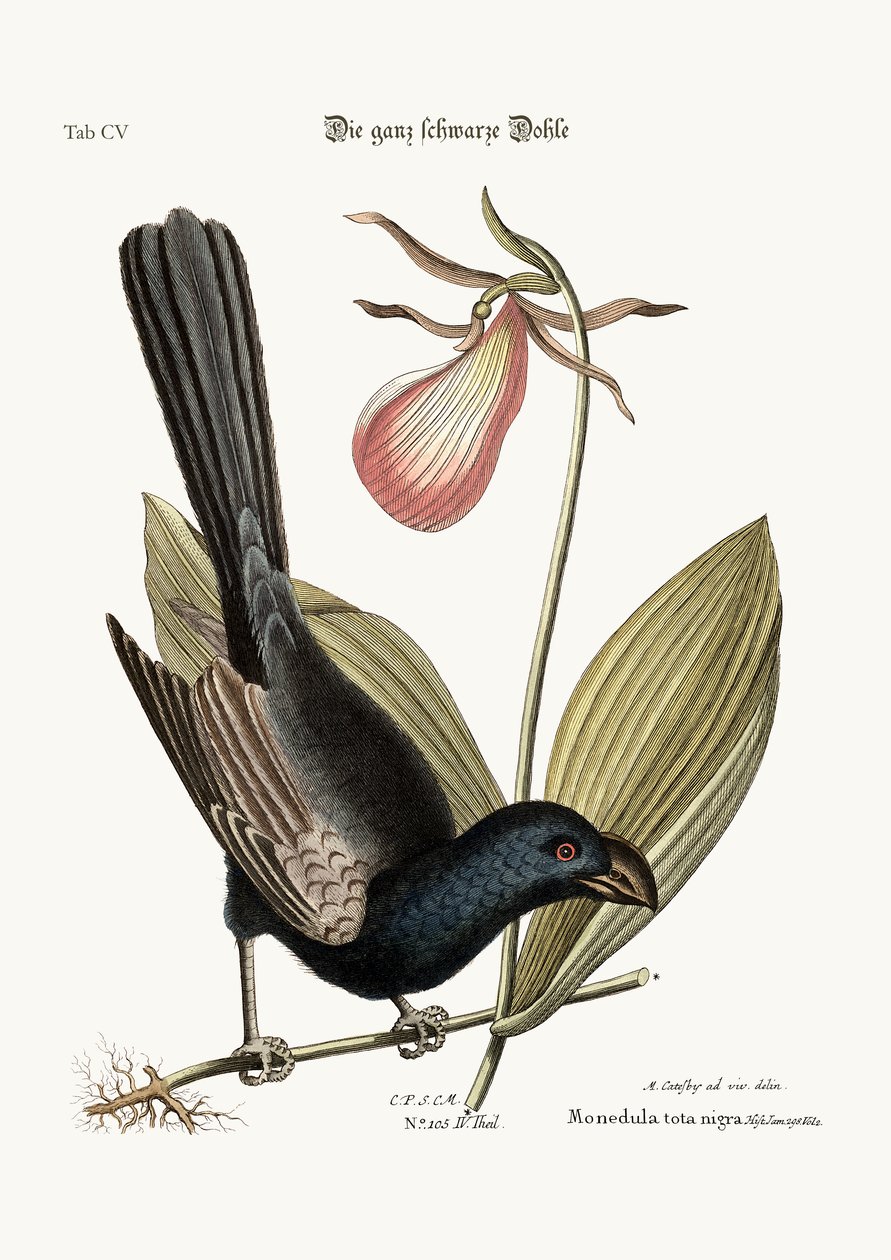 A jamaicai borotvacsőrű fekete madár, 1749-73 alkotó: Mark Catesby