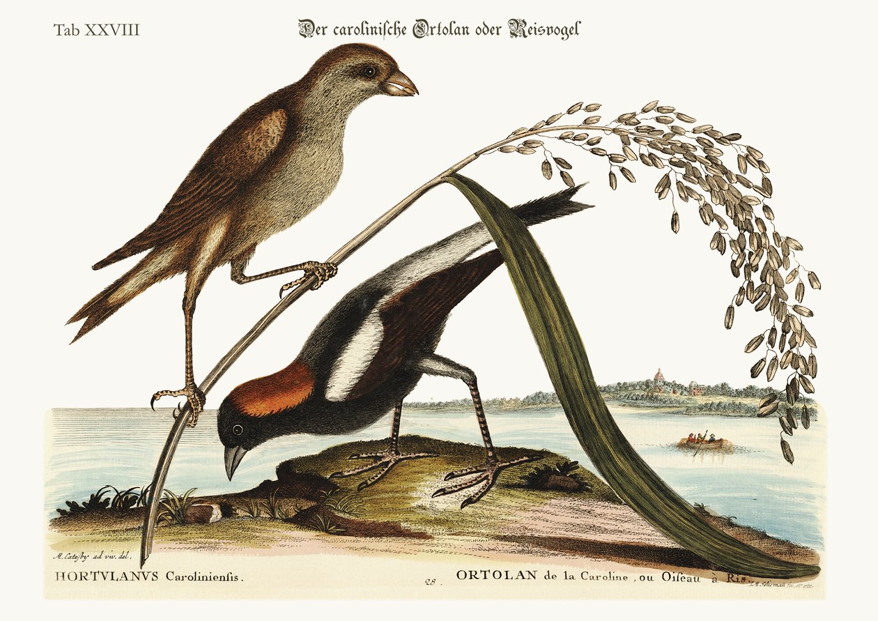 A rizs-madár, 1749-73 alkotó: Mark Catesby