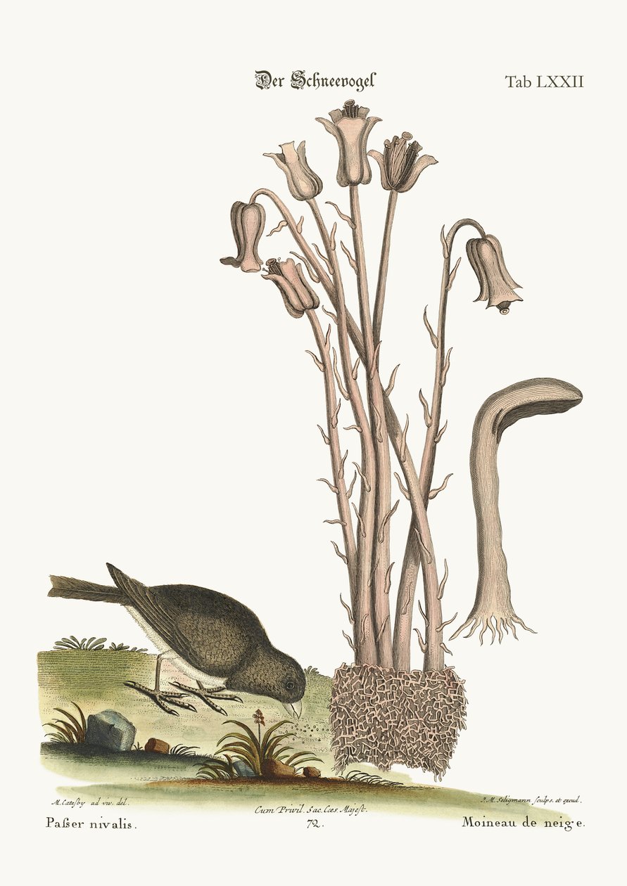 A hómadár, 1749-73 alkotó: Mark Catesby