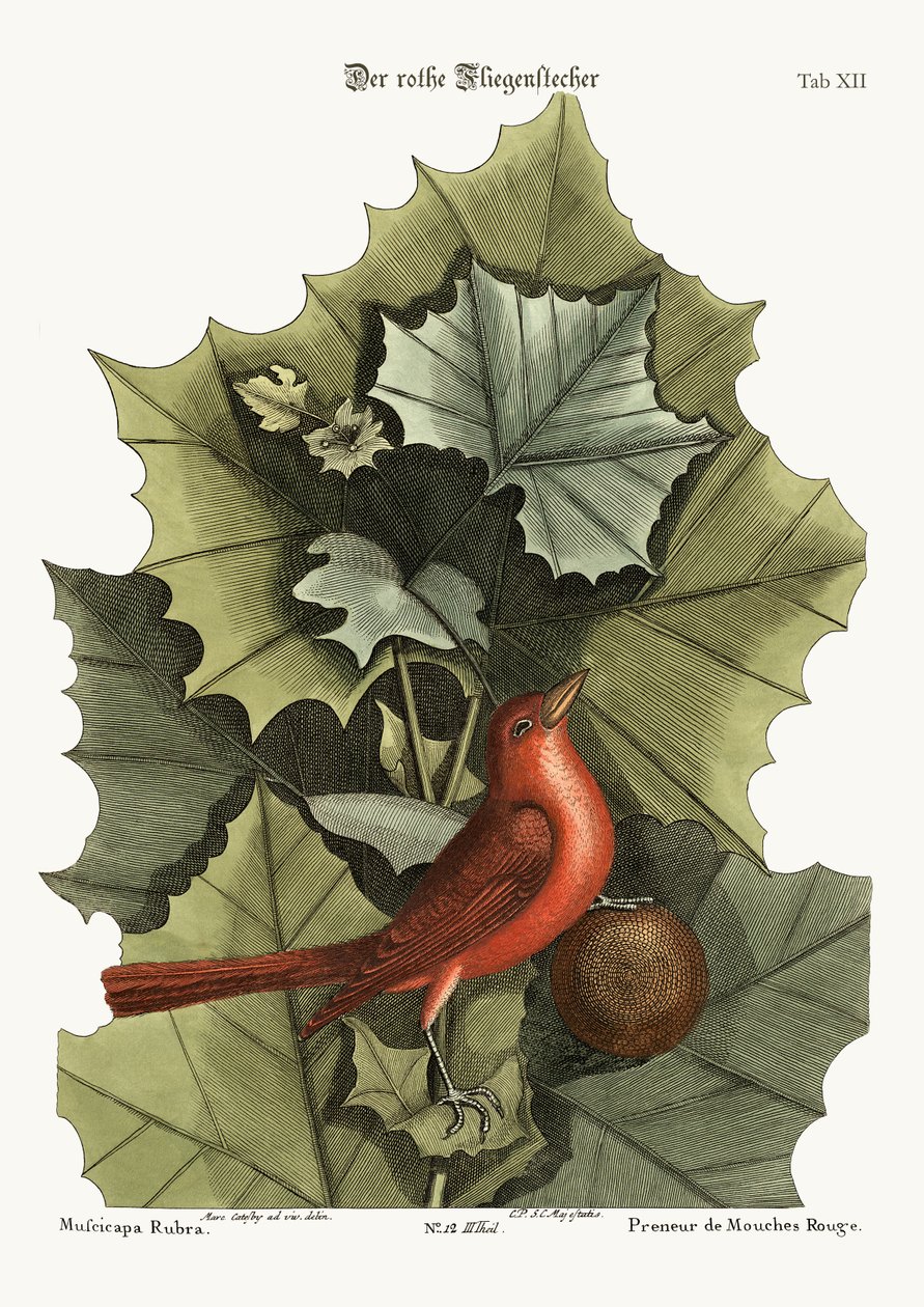 A nyári vörös madár, 1749-73 alkotó: Mark Catesby