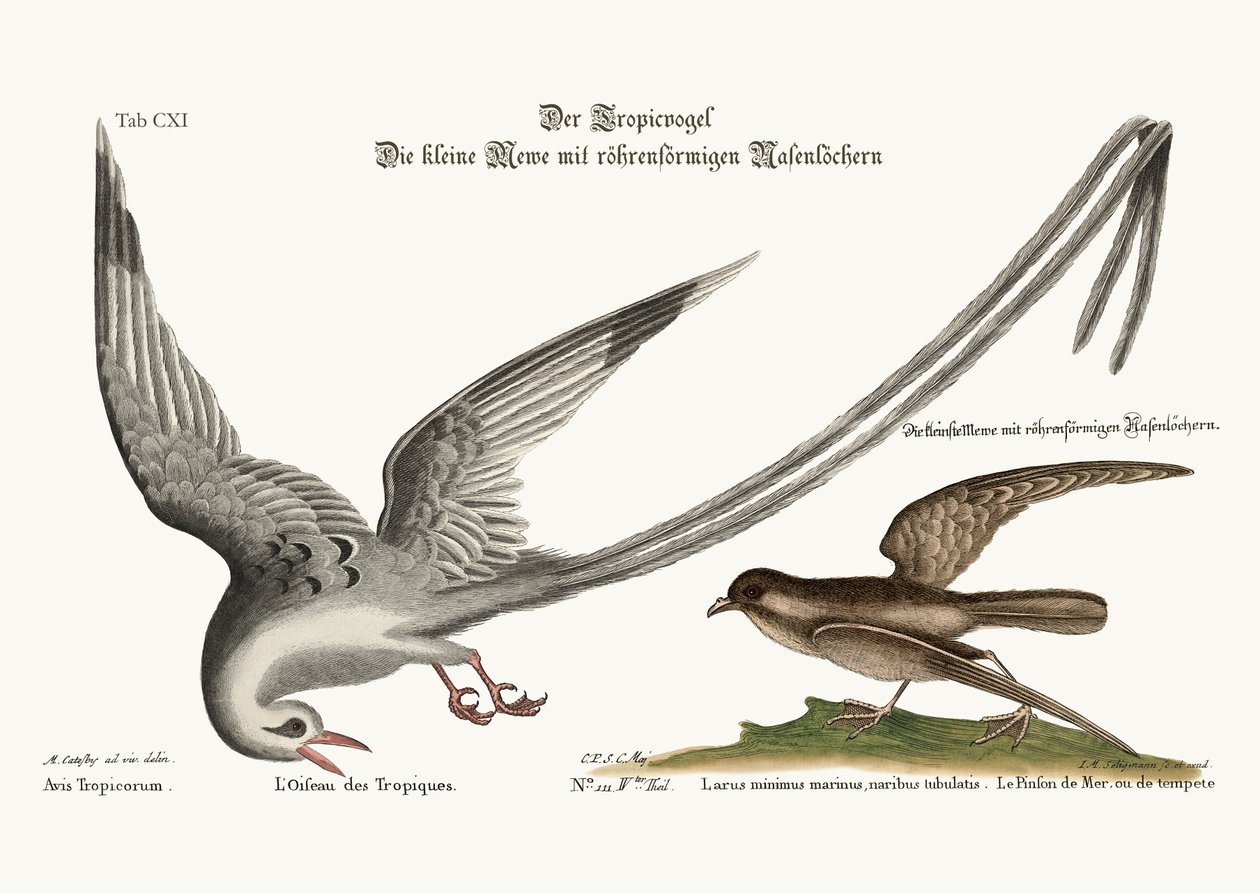 A trópusi madár. The Storm-Finck vagy Pittrel, 1749-73 alkotó: Mark Catesby