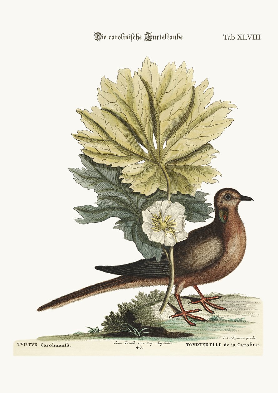 A karolinai teknős, 1749-73 alkotó: Mark Catesby