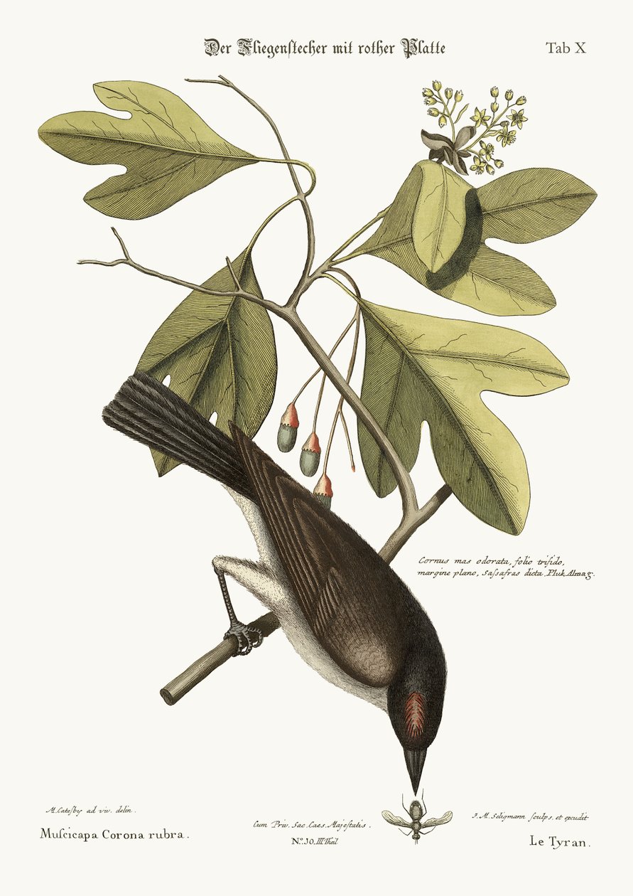 A zsarnok, 1749-73 alkotó: Mark Catesby