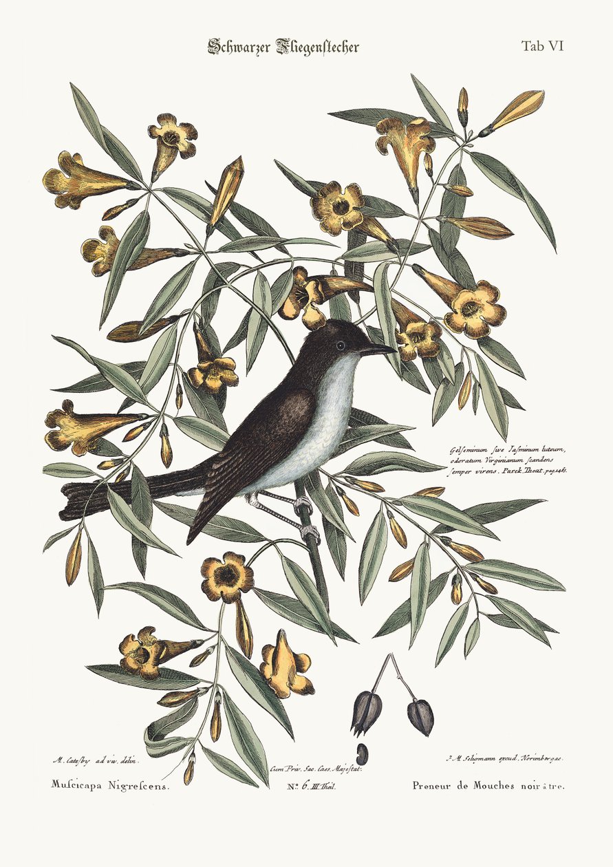 A fekete sapkás légykapó, 1749-73 alkotó: Mark Catesby