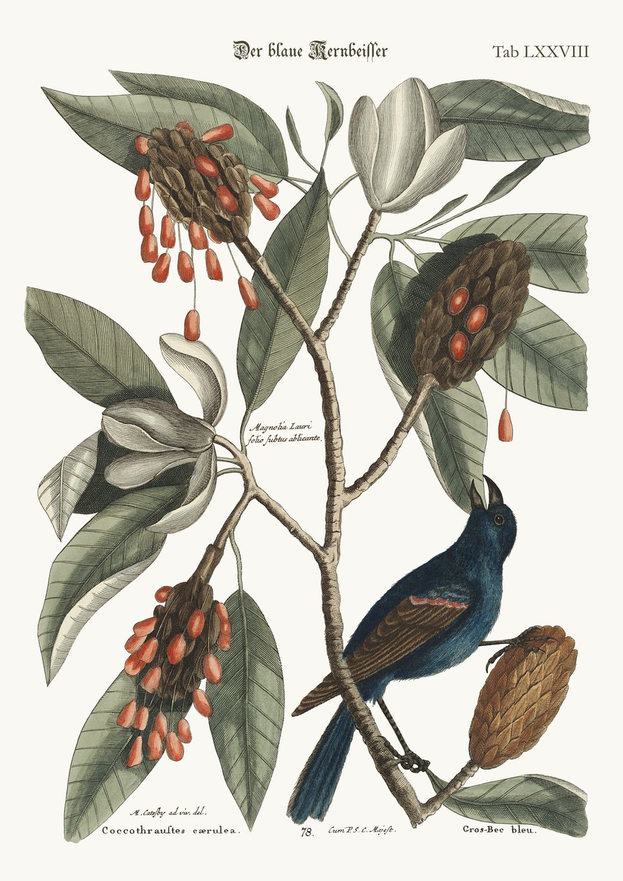 A kék nagycsőr, 1749-73 alkotó: Mark Catesby
