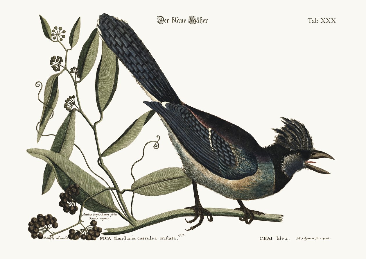 A kék Jay, 1749-73 alkotó: Mark Catesby
