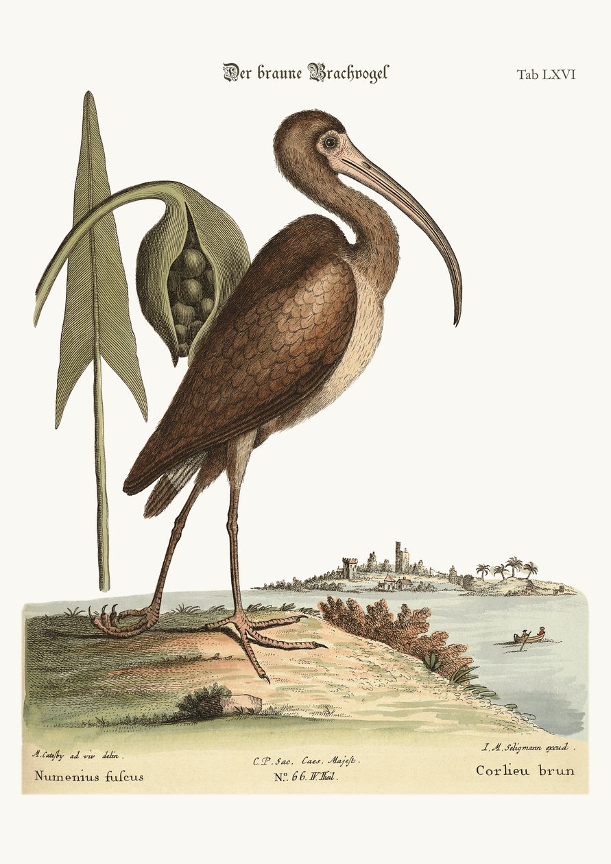 A barna göndör, 1749-73 alkotó: Mark Catesby