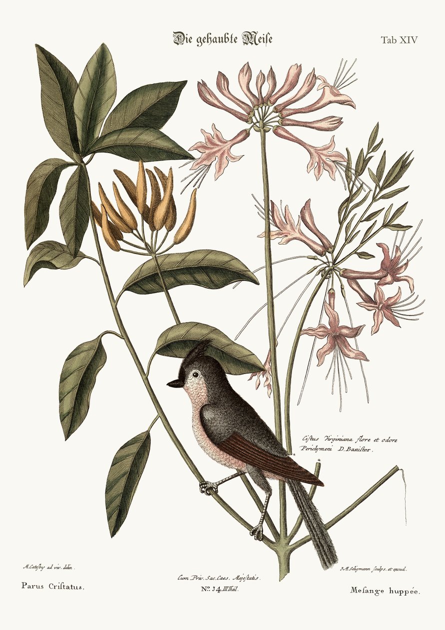 A tarajos cinege, 1749-73 alkotó: Mark Catesby