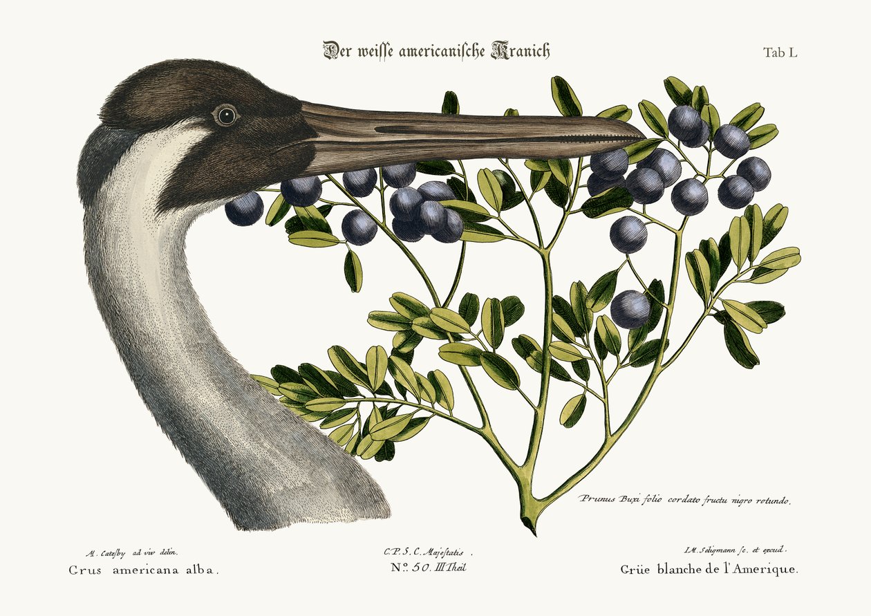 A karikás daru, 1749-73 alkotó: Mark Catesby
