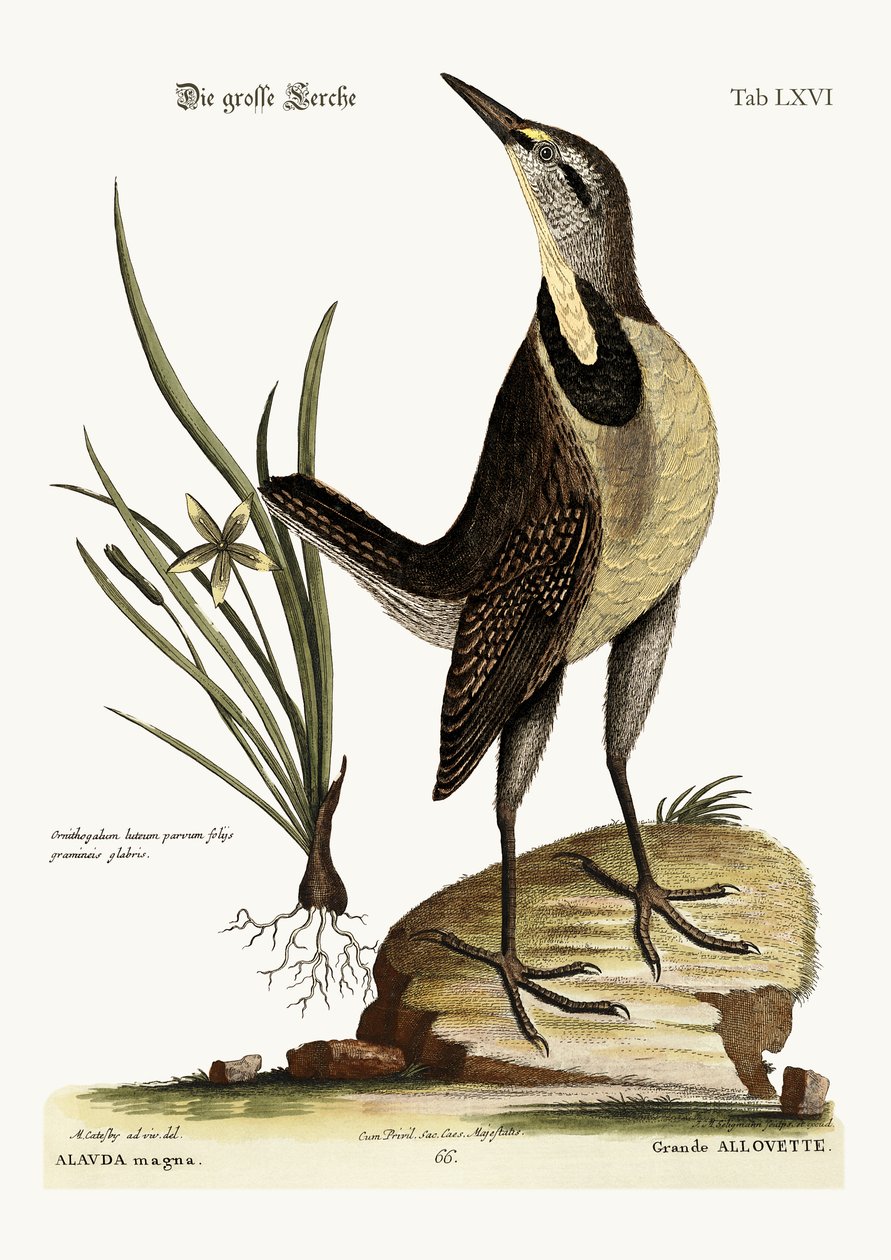 A nagy pacsirta, 1749-73 alkotó: Mark Catesby