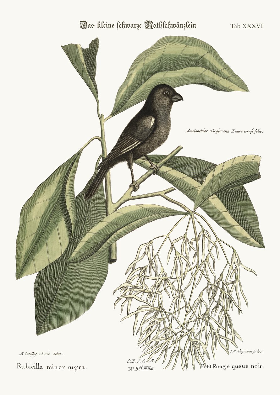 A kis fekete galacsin, 1749-73 alkotó: Mark Catesby