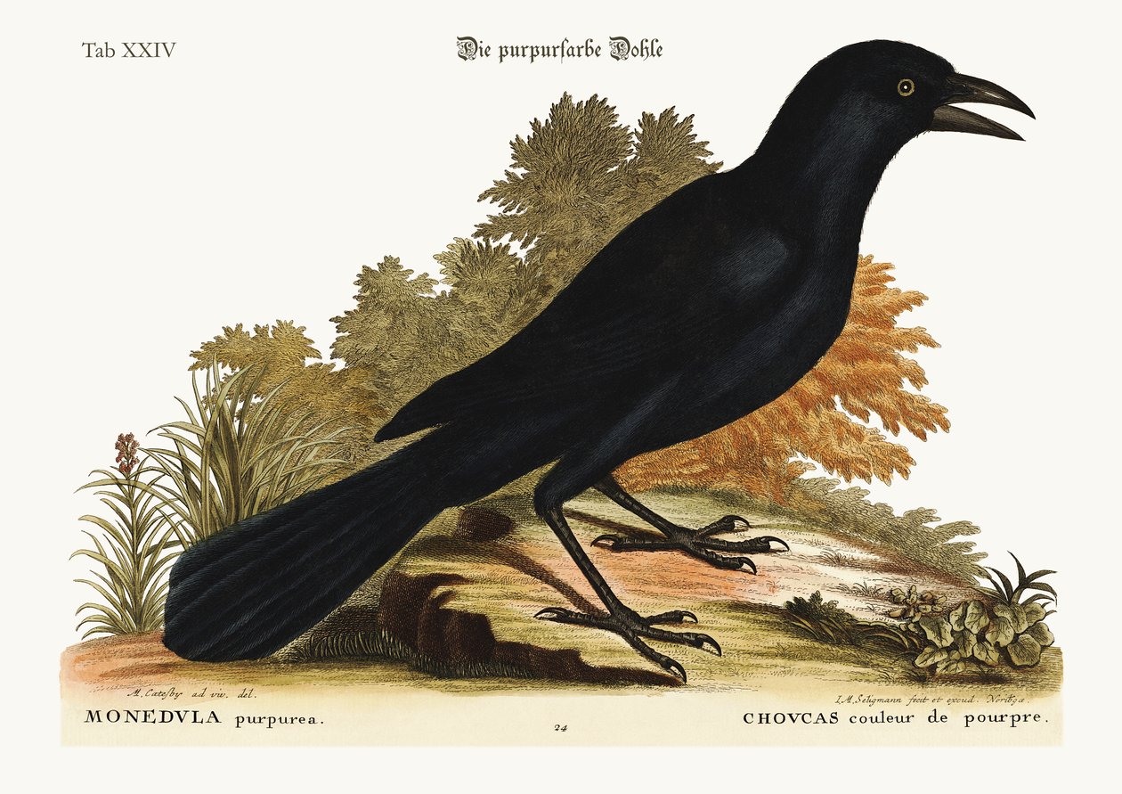 A lila Jack-Daw, 1749-73 alkotó: Mark Catesby
