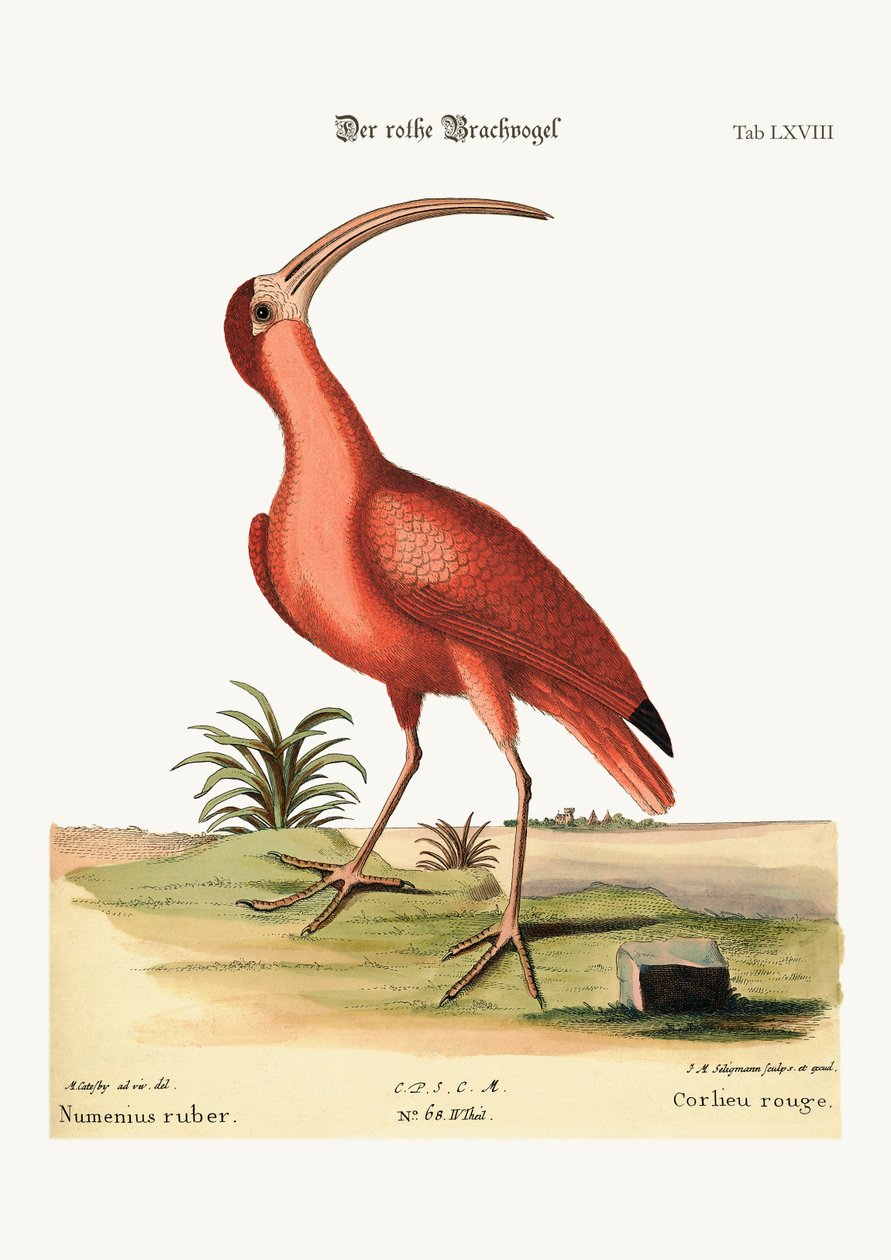A vörös gurgulamadár, 1749-73 alkotó: Mark Catesby