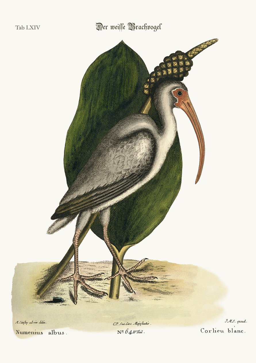 A fehér göndör, 1749-73 alkotó: Mark Catesby