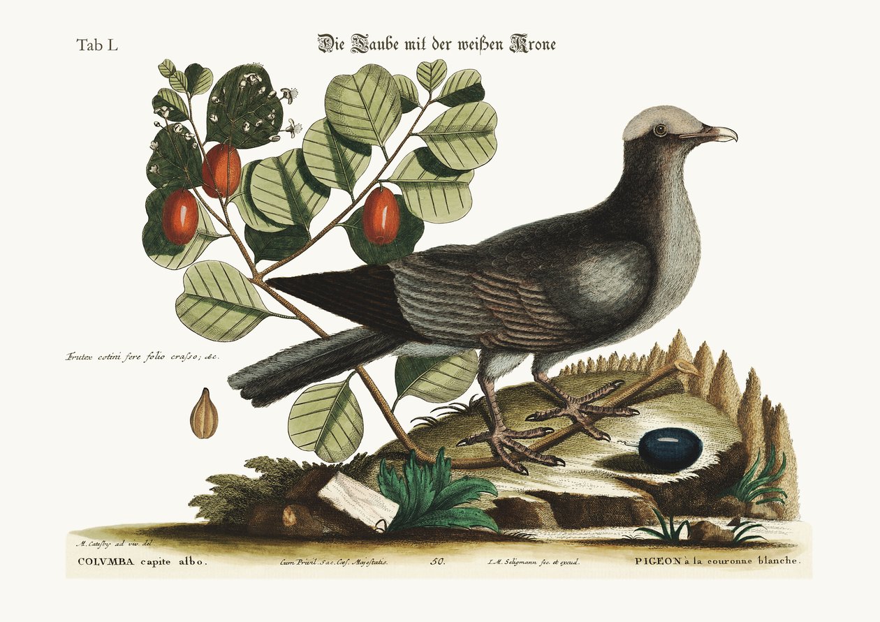 A fehér koronás galamb, 1749-73 alkotó: Mark Catesby
