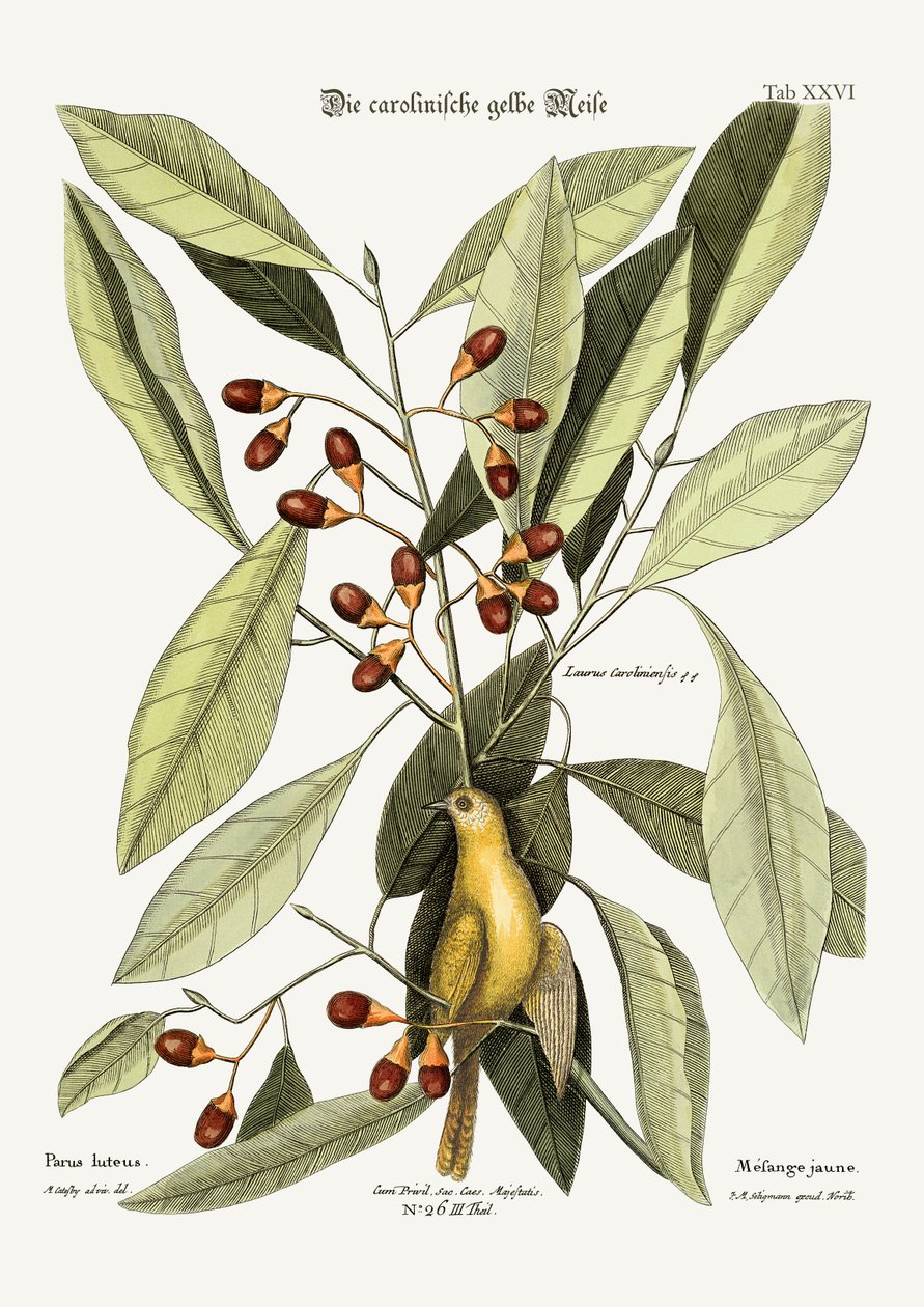 A sárga cinege, 1749-73 alkotó: Mark Catesby