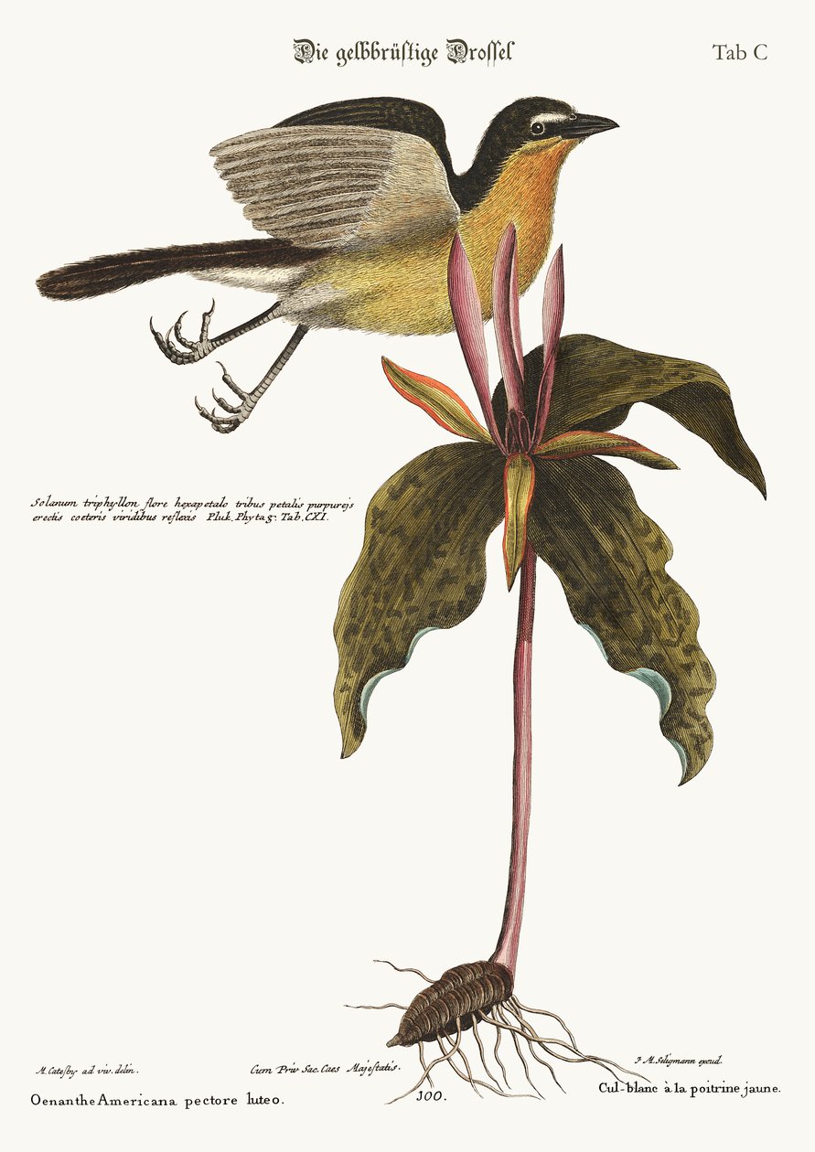 A sárgamellű chat, 1749-73 alkotó: Mark Catesby
