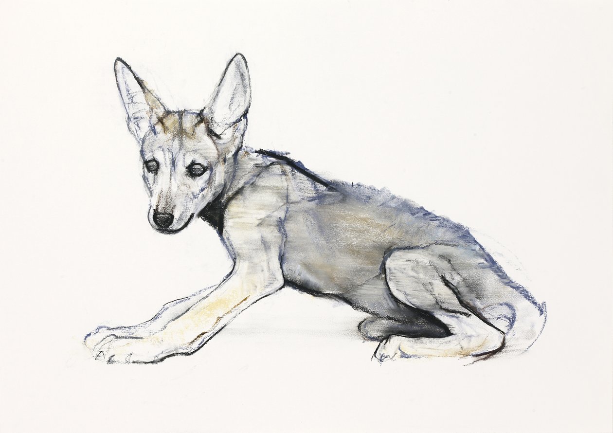 Kamasz arab farkas kölyök, 2009 (conte und charcoal papíron) alkotó: Mark Adlington