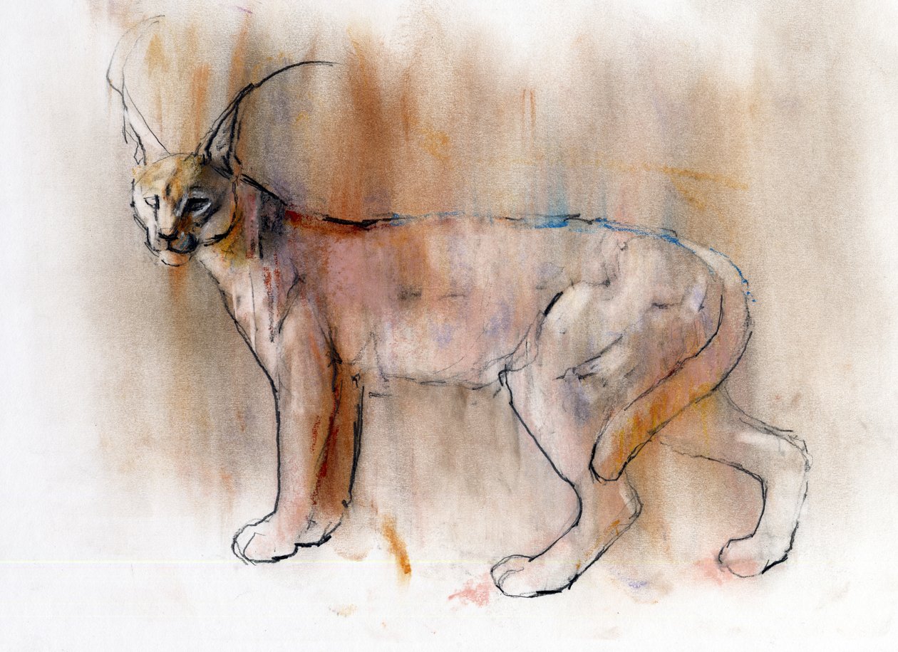 Arab Caracal, 2009 (conte und charcoal papíron) alkotó: Mark Adlington