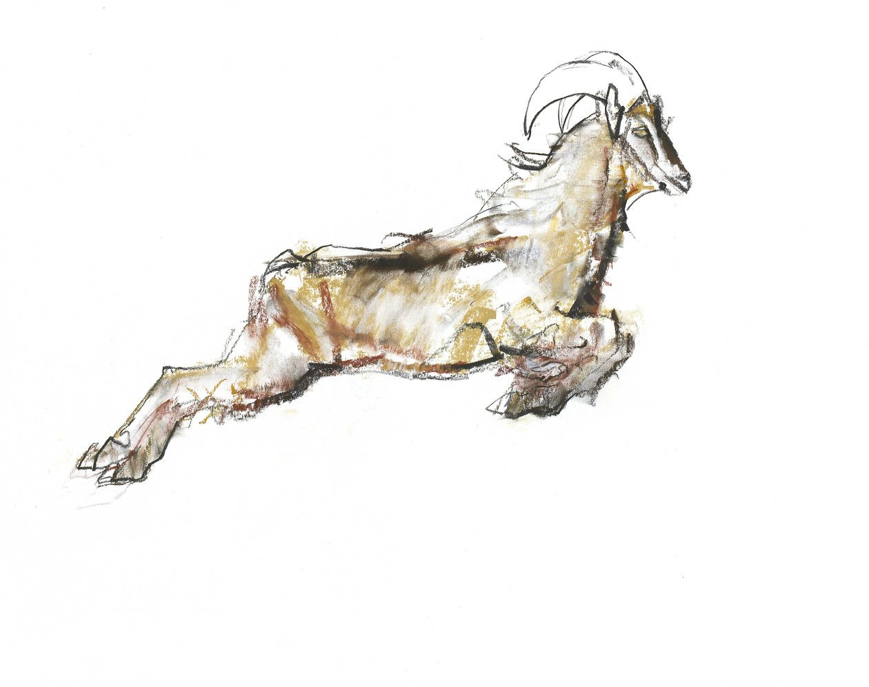 Arabian Tahr, 2009 (conte és faszén papíron) alkotó: Mark Adlington