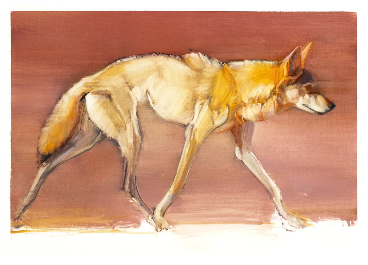 Arab farkas, 2010 (olaj, papír) alkotó: Mark Adlington