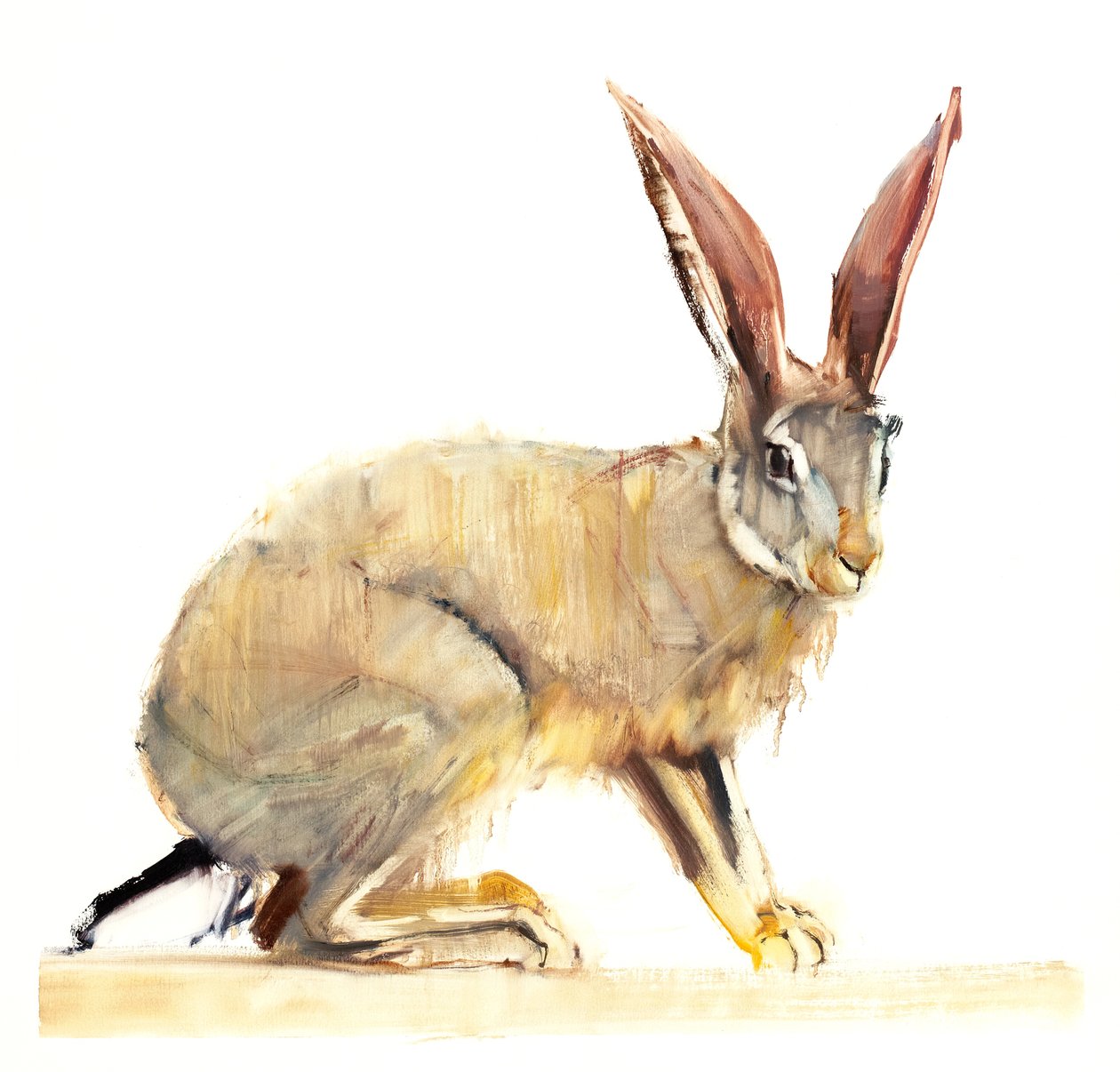 Cape Hare, 2010 (olaj, papír) alkotó: Mark Adlington