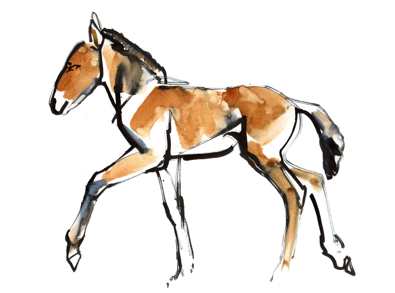 Colt (Przewalski), 2013 (sennelier tinta, akvarell és gouache) alkotó: Mark Adlington