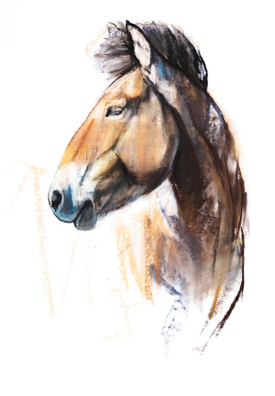 Desert Spirit (Przewalski), 2013, (pasztell és szén, papíron) alkotó: Mark Adlington