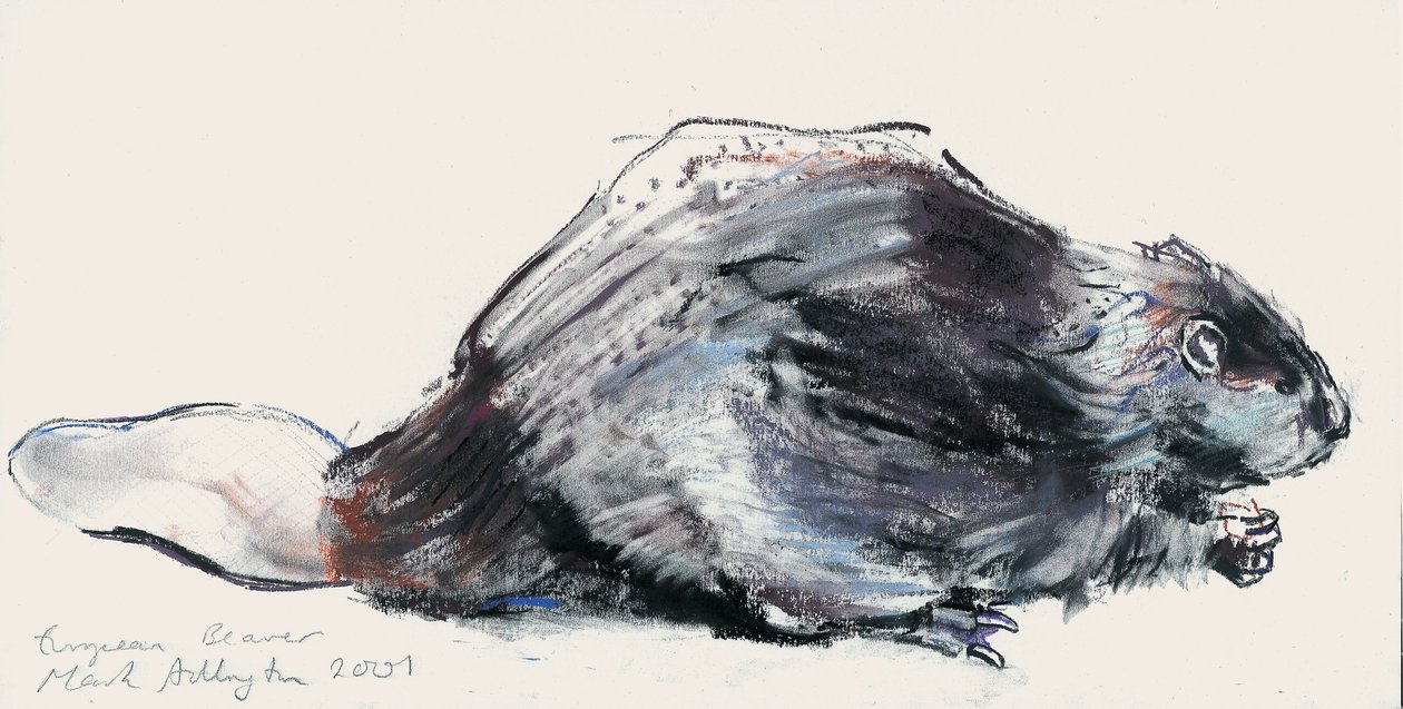 European Beaver (tanulmány) 2001 (faszén és konte papíron) alkotó: Mark Adlington