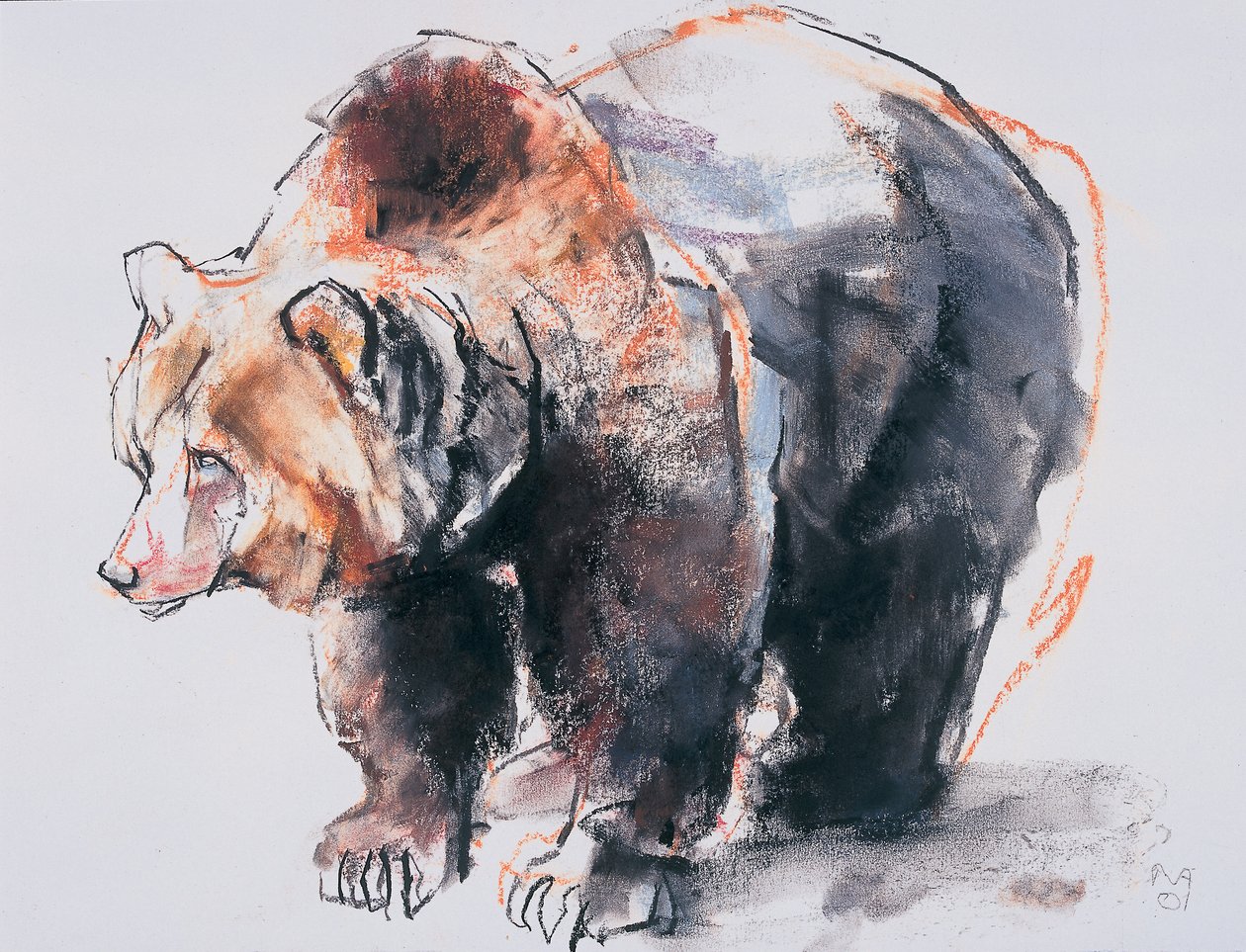 Európai barnamedve, 2001 (faszén és konte papíron) alkotó: Mark Adlington
