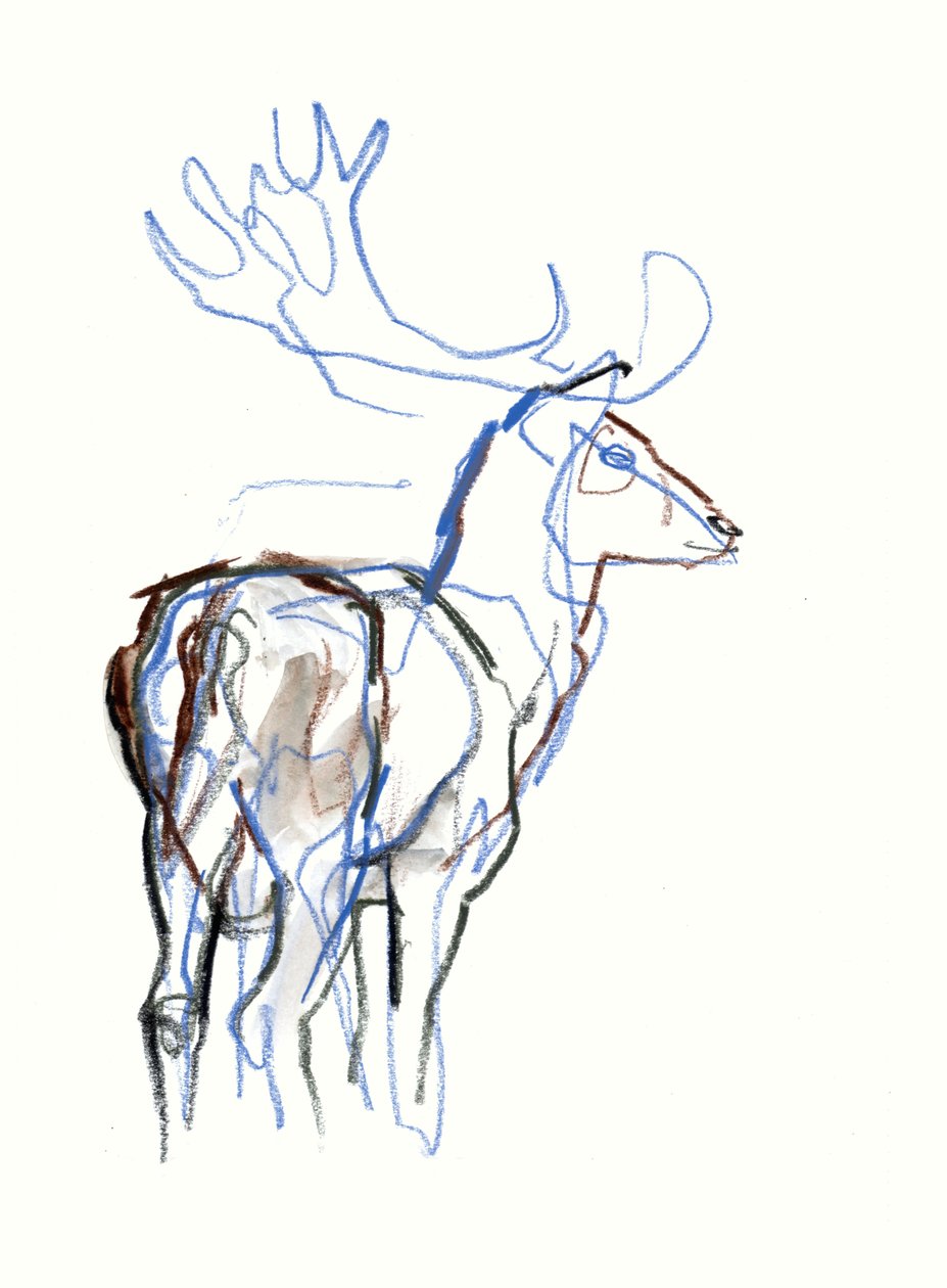 Fallow Buck, 2021 alkotó: Mark Adlington
