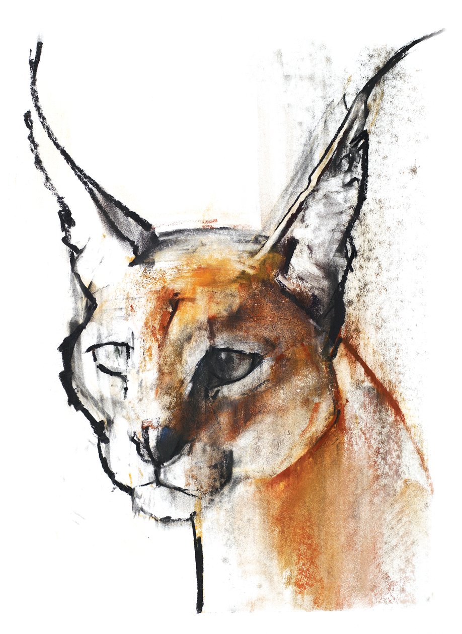 Feline (arab karakál), 2009 (conte és szén, papír) alkotó: Mark Adlington