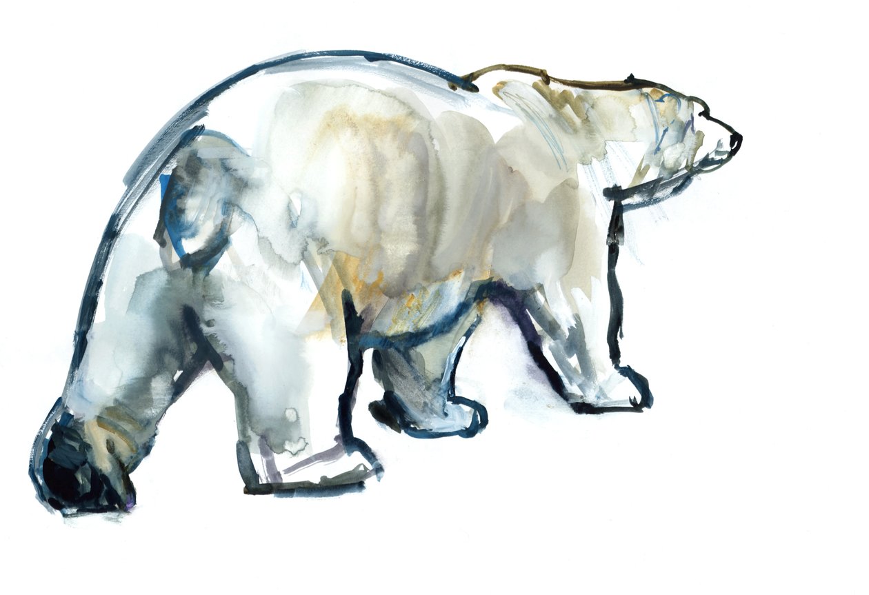 Glacier Mint (jegesmedve), 2013, (akvarell és gouache papíron) alkotó: Mark Adlington