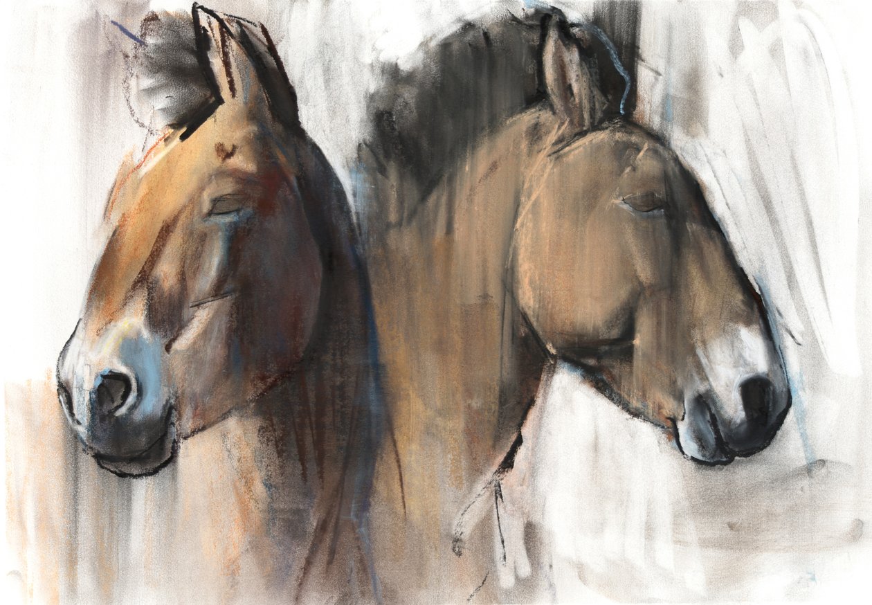 Head Study (Przewalski) 2012, (szén, konté és pasztell papíron) alkotó: Mark Adlington