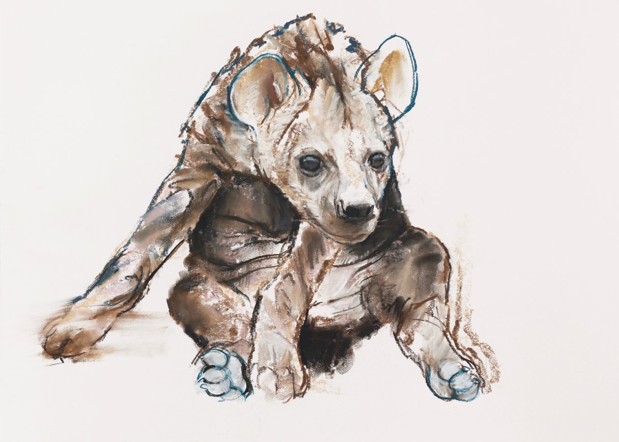 Hyaena Pup (lehajtott fejjel), 2019 alkotó: Mark Adlington