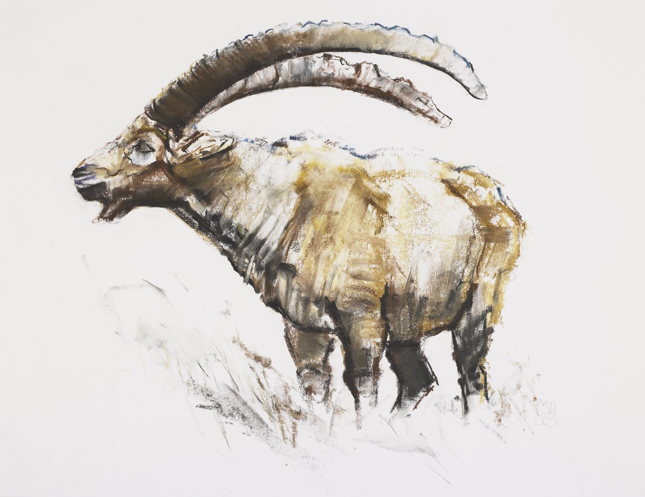 Ibex, Noasca (faszén és konté papíron) alkotó: Mark Adlington