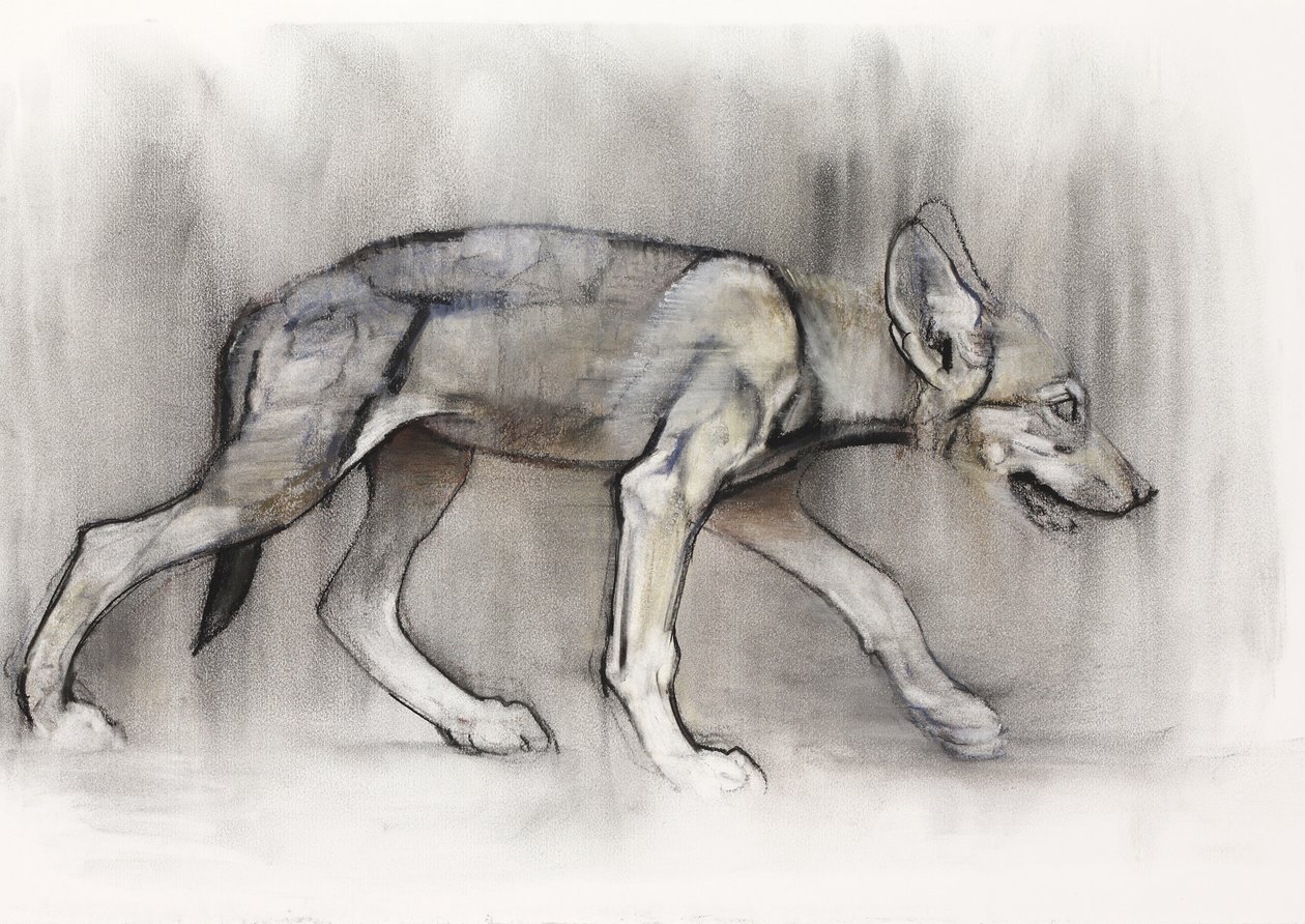 Lean Pup (arab farkas), 2009 (conte und charcoal on paper) alkotó: Mark Adlington