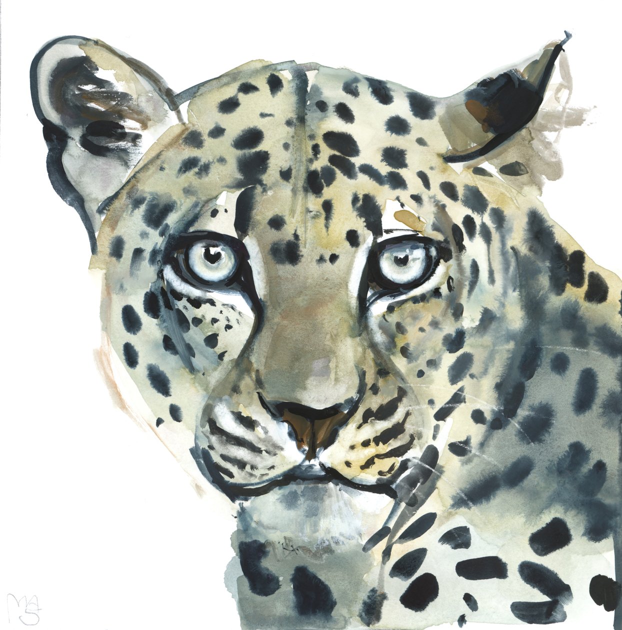 Leopárd, 2015, (akvarell, papír) alkotó: Mark Adlington
