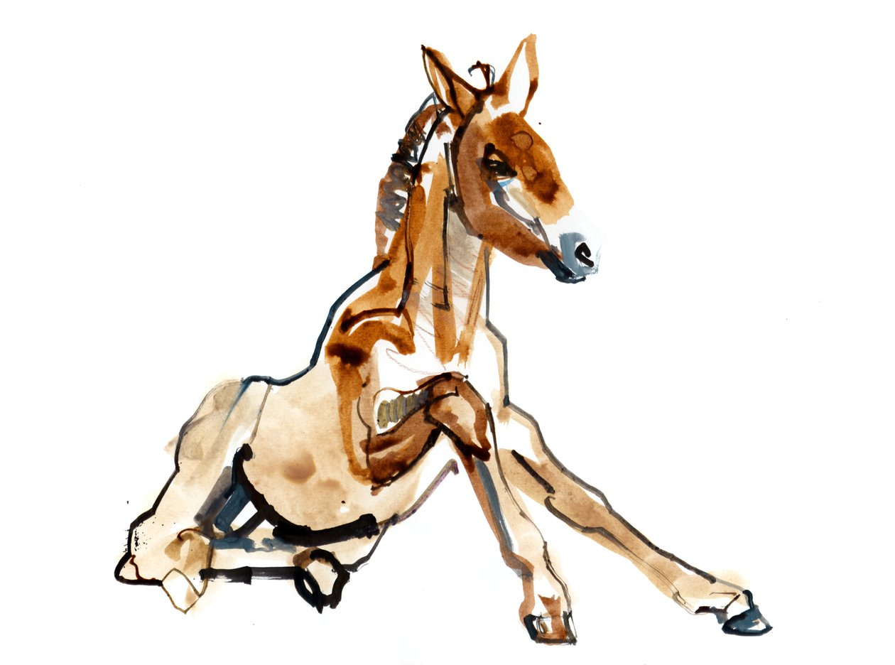 Okkercsikó (Przewalski), 2013 (sennelier tus, akvarell és gouache) alkotó: Mark Adlington