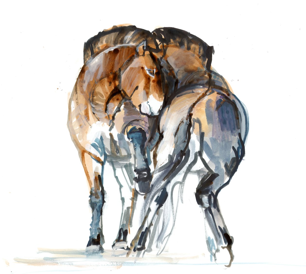 Power Dance (Przewalski), 2013 (sennelier tus, akvarell és gouache) alkotó: Mark Adlington