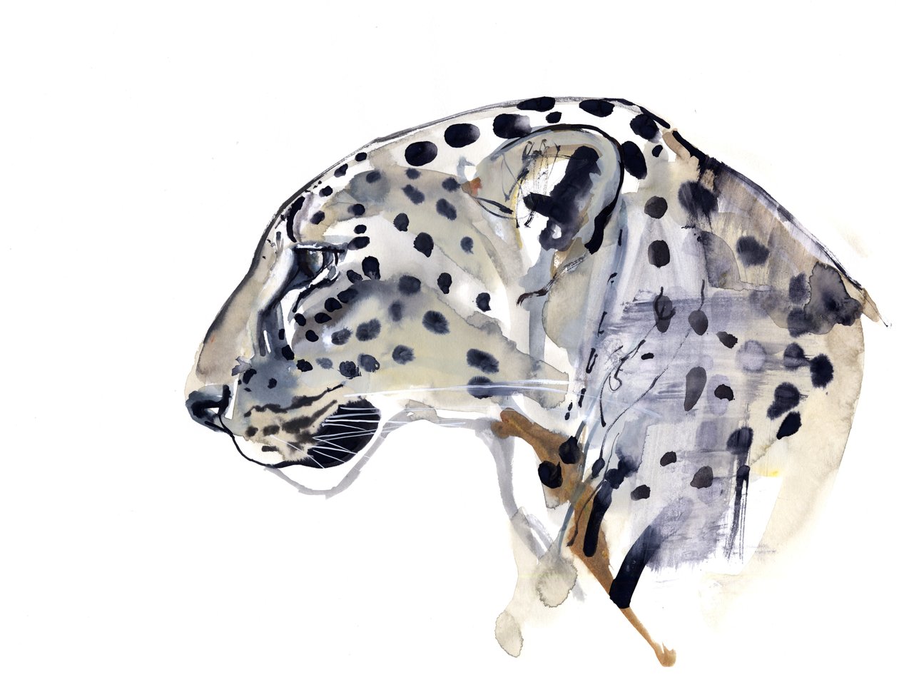 Profil (arab leopárd), 2008 alkotó: Mark Adlington