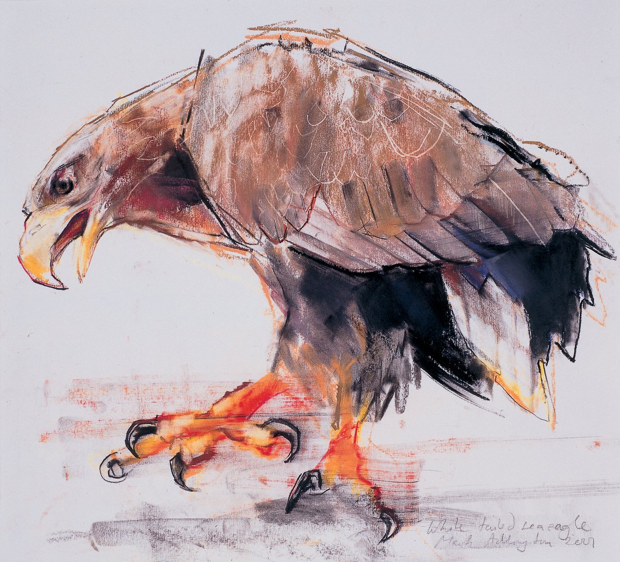 Raptor, 2001 (faszén és konte papíron) alkotó: Mark Adlington